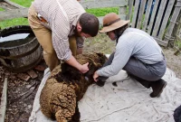 Meningkatkan Keterampilan Bermain dengan Automatic Sheep Shearing Farm di Minecraft