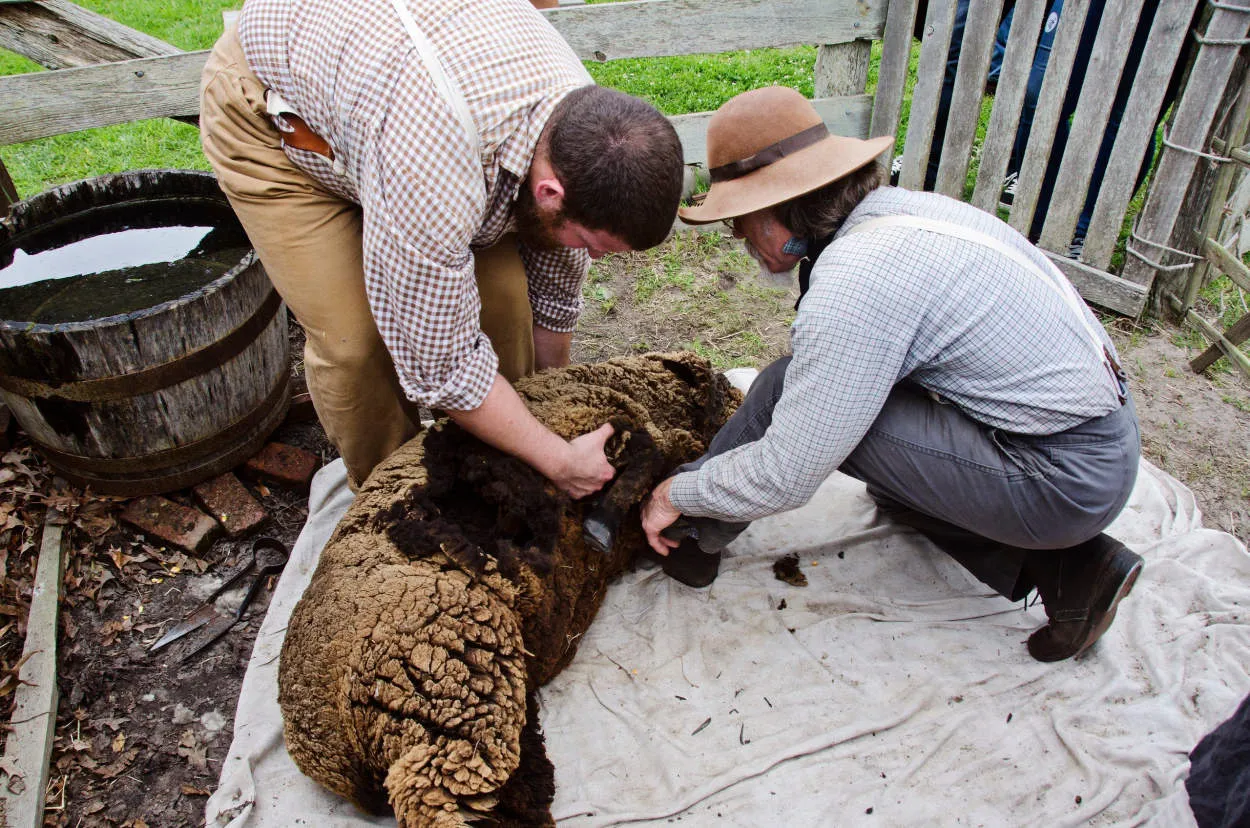 Meningkatkan Keterampilan Bermain dengan Automatic Sheep Shearing Farm di Minecraft